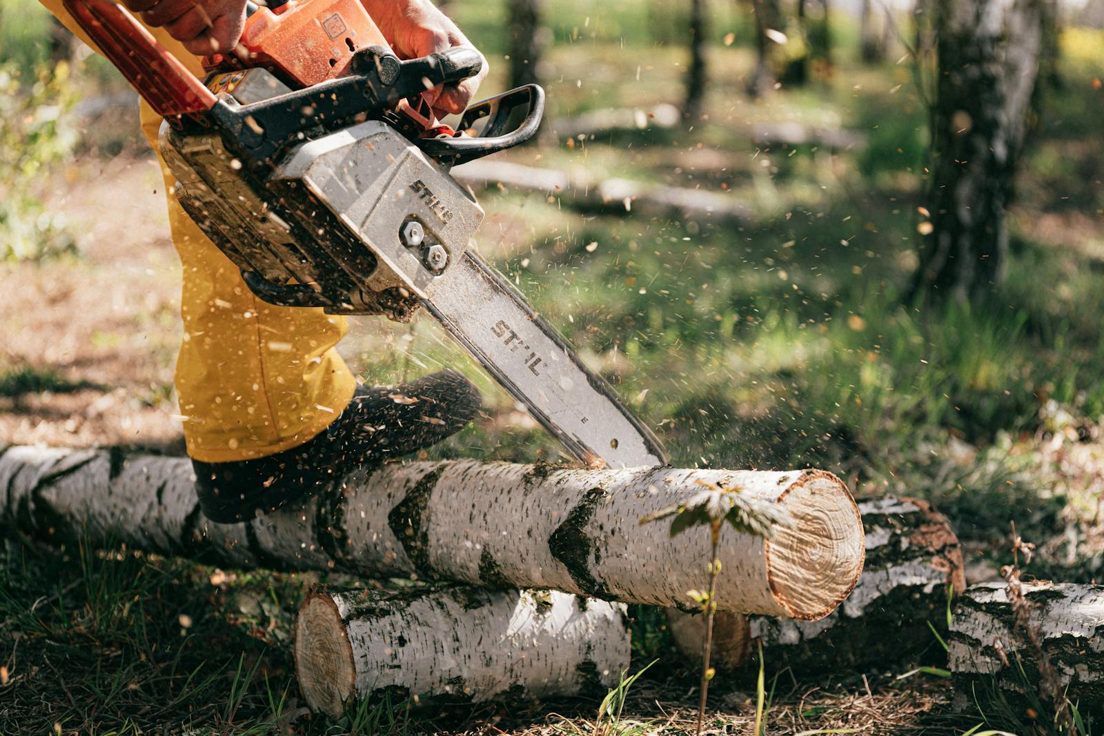 logging, general liability, Lumberjack in action cutting birch logs with a chainsaw in a forest setting.